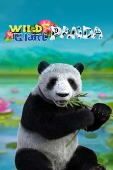 Wild Giant Panda